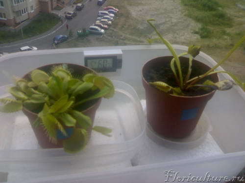 Обе мухоловочки