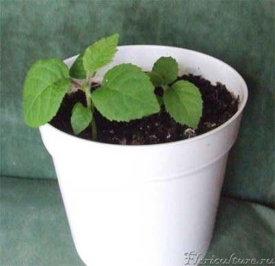 Зеленые малыши!