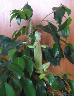 Хуанчик в фикусе.jpg