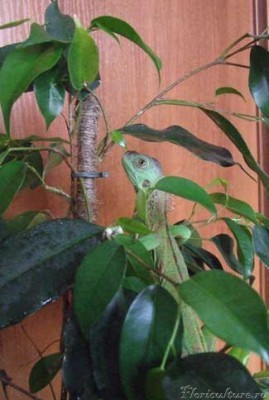 Это на любимом фикусе.