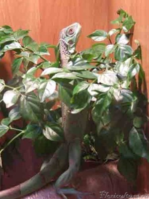 Так мы любим спрятаться в радермахере.