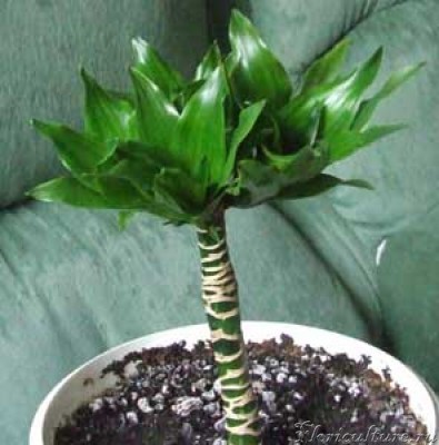 Драценка 1.jpg