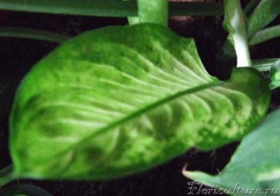 Один листик, выращенный из стебля.