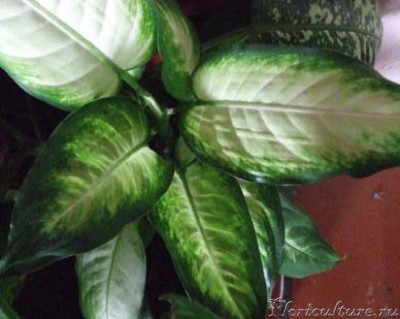 Та, что была кустиком.