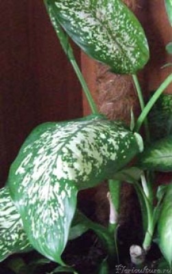 Предположительно пестролистная???