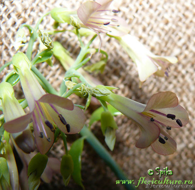 kalanchoe_daigremontiana_flowers_.jpg