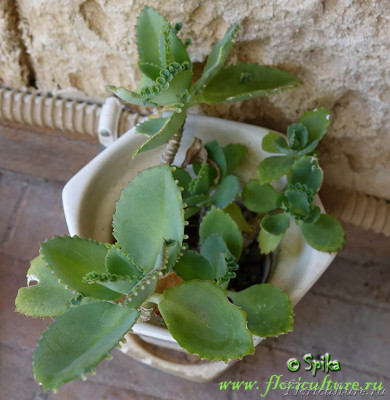 kalanchoe_laetivirens.jpg