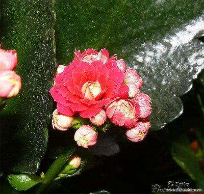 kalanchoe_blossfeldiana_red.jpg