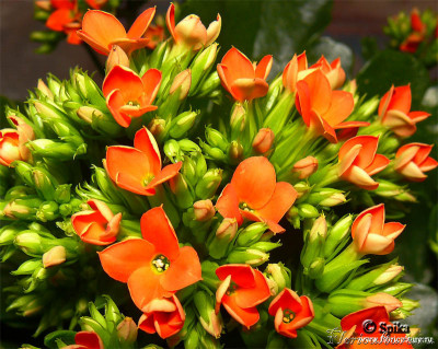 kalanchoe_blossfeldiana_orange.jpg