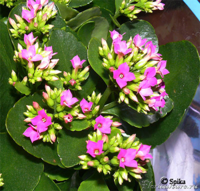 kalanchoe_blossfeldiana_pink.jpg