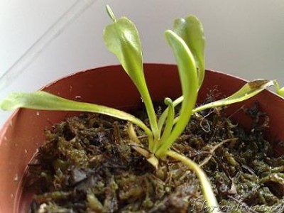 вот этот живучий троглодит