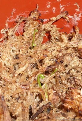 Drosera binata IMGP5272.jpg