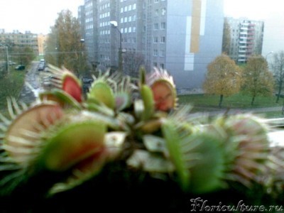 В ожидании солнца )