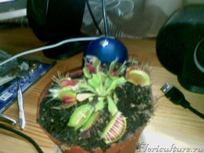 Вот 2 дня после магазина