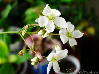 Цветок Drosera binata