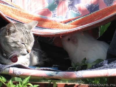 только улеглась и уже закрыла глаза-мол, ничего не знаю...