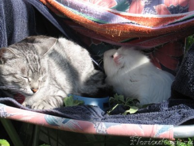 верх наглости-попа в миске! И свин возмущен!