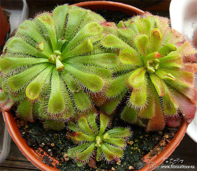 drosera_aliciae.jpg