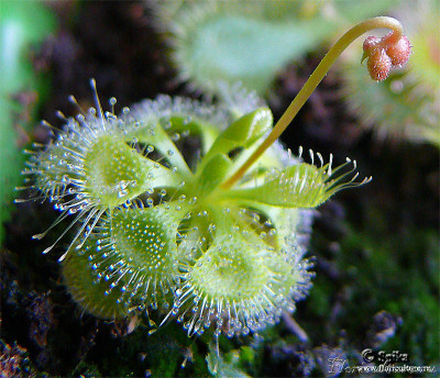 drosera_burmanni_b.jpg