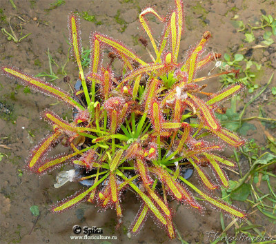 drosera_capensis_110912.jpg