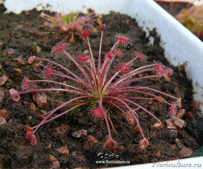 drosera_paradoxa.jpg