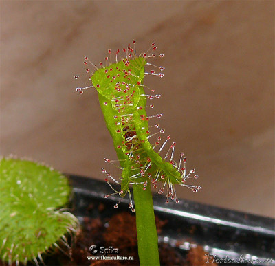 drosera_prolifera_list_.jpg