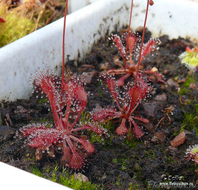 drosera0613.jpg