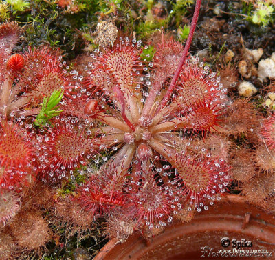 drosera_spatulata11.jpg