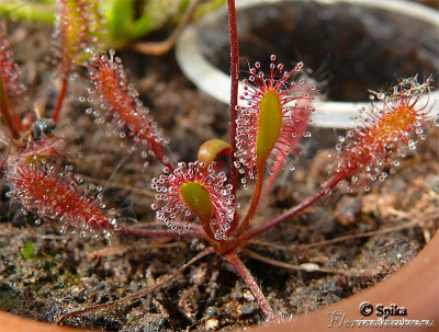 drosera_anglica.jpg