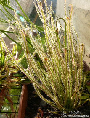 drosera_filiformis_06.jpg