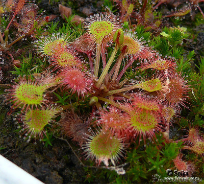 drosera_rotundifolia_1012.jpg