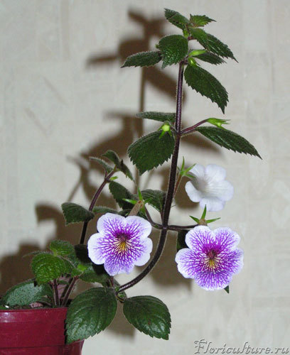 Во весь рост в начале цветения