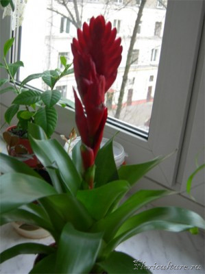 t_bromelia_721.jpg