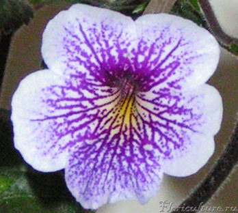 Цветок крупным планом