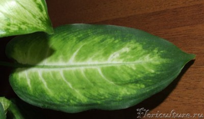Это фото зеленого листика с первого куста