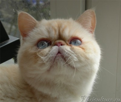 Барсик. Теперь приходит исключительно пожрать - пока маськину мисочку сухого корма не умнет, не уходит :)