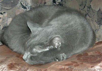 Сигизмунд. Дрыхнет в кресле без задних ног.