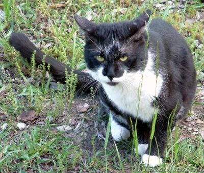 Котофан - кот боевой и мышелов. На даче собаку учил мышей ловить. Забавно так было за этим наблюдать.