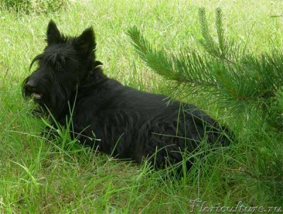 Триш (сокращенное от Беатрикс :))