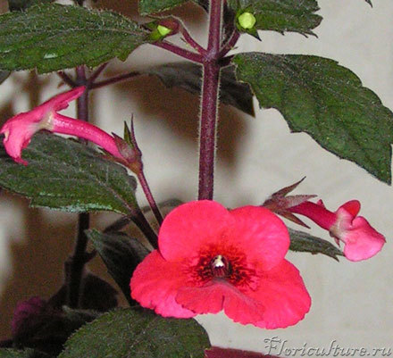 Жаль черную сеточку совсем не видно - с ней смотрится эффектнее