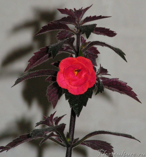 Увы, уже не совсем розочка