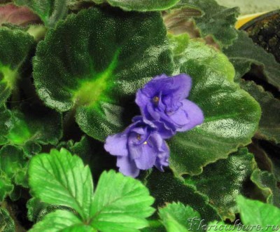 фиалка1.jpg