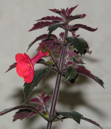 Почему-то мы рогатые