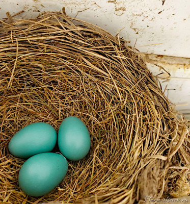 Erithacus_rubecula_eggs.jpg