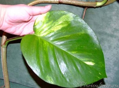 Такие у нас листики!