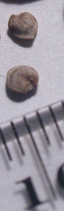 а вот такие у нее семечки-малышки