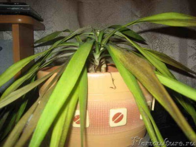 цветок в данный момент