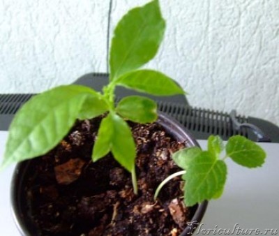 Две мои пасечки.