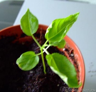 Вот это чудо, когда вытащила из теплицы. Выдно, что листики сворачиваются.