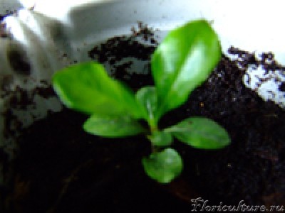 Это мы в теплице! разница ощутима!